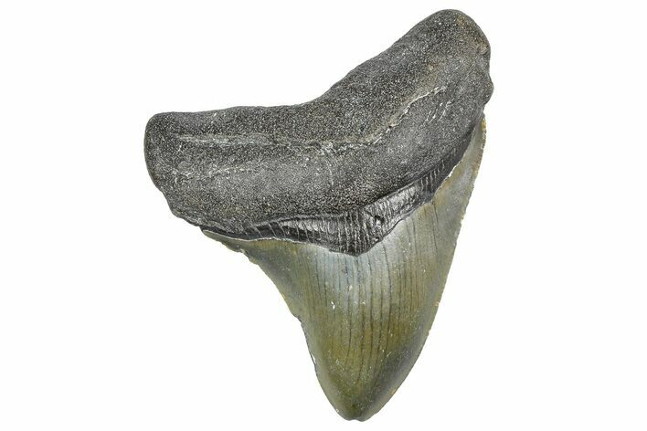Serrated, Fossil Megalodon Tooth - North Carolina #343431
